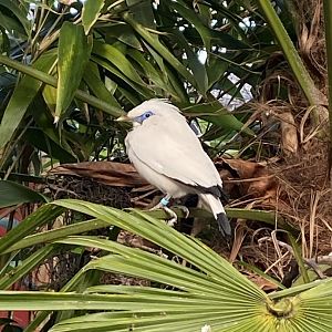 Islands - Bali myna 241123