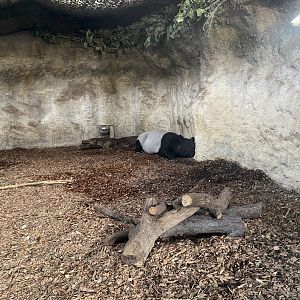 Islands - Malayan tapir indoors 241123
