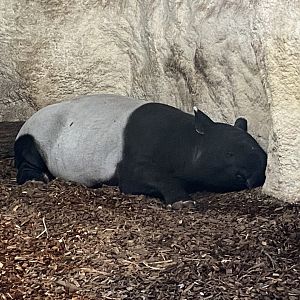 Islands - Malayan tapir 241123