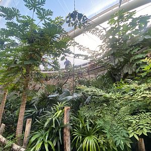 Monsoon Forest - Javan rhinoceros hornbill aviary 241123