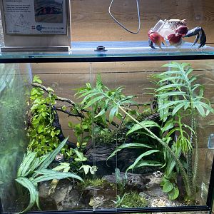 Monsoon Forest - Vampire crab exhibit 241123