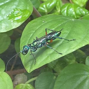 Monsoon Forest - Jewel wasp 241123