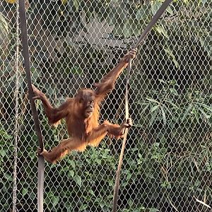 Monsoon Forest - Sumatran orangutan juvenile 241123