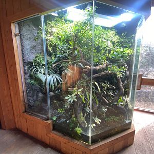 Monsoon Forest - Mixed exhibit 241123