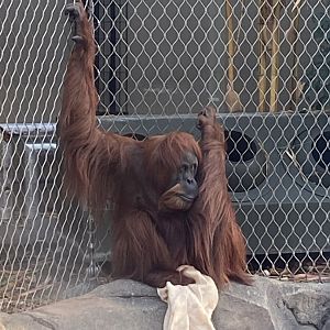 Monsoon Forest - Sumatran orangutan 241123