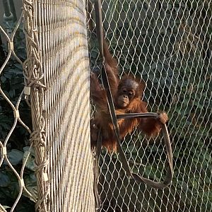 Monsoon Forest - Sumatran orangutan juvenile 241123