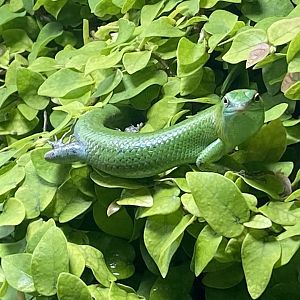 Monsoon Forest - Emerald skink 241123
