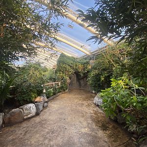 Monsoon Forest 241123