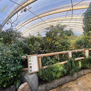 Monsoon Forest 241123