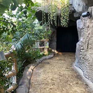 Monsoon Forest 241123