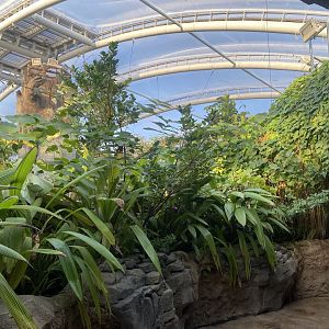 Monsoon Forest 241123