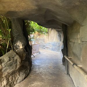 Monsoon Forest 241123