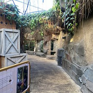 Monsoon Forest 241123