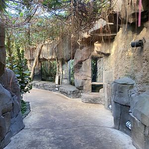 Monsoon Forest 241123