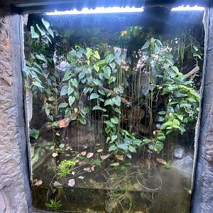 Monsoon Forest - Green crested lizard, Fea’s treefrog exhibit 241123