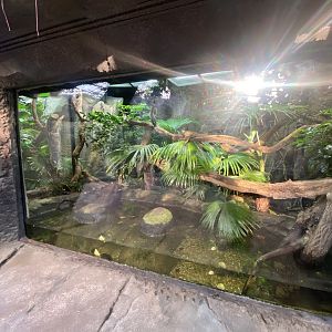 Monsoon Forest - Sailfin lizard, Mao-son frog exhibit 241123