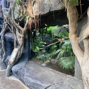 Monsoon Forest - Quince monitor exhibit 241123