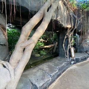 Monsoon Forest - Sailfin lizard exhibit 241123