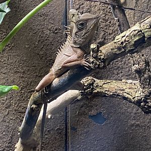 Monsoon Forest - Horn-headed lizard 241123