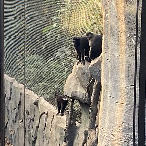Monsoon Forest - Sulawesi crested macaques 241123