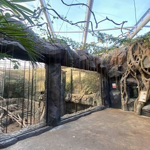 Monsoon Forest - Sulawesi crested macaque exhibit 241123