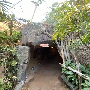 Monsoon Forest 241123