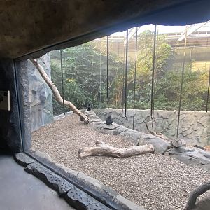 Monsoon Forest - Sulawesi crested macaque exhibit 241123