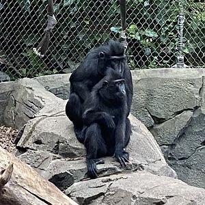 Monsoon Forest - Sulawesi crested macaques 241123