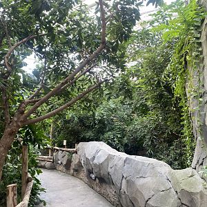 Monsoon Forest 241123