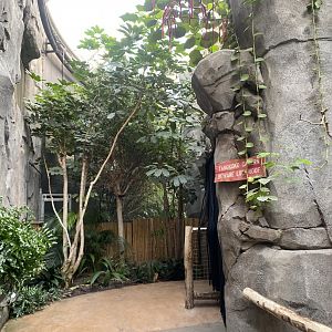 Monsoon Forest 241123