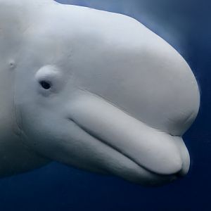 Beluga Whale (Delphinapterus leucas) - "Juno"