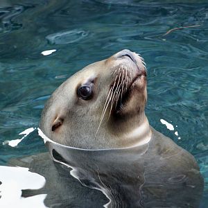 Steller Sea Lion (Eumetopias jubatus) female