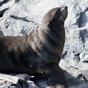 Northern Fur Seal (Callorhinus ursinus)