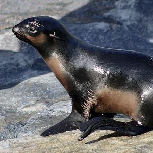 Northern Fur Seal (Callorhinus ursinus) pup