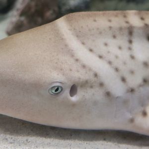 Zebra Shark (Stegostoma tigrinum) juvenile