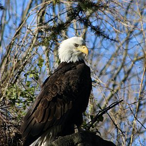 Wild Northern Bald Eagle (Haliaeetus leucocephalus washingtoniensis) in zoo grounds