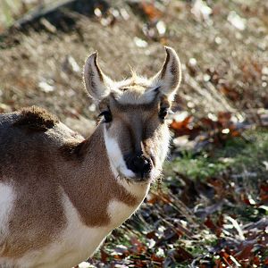 Pronghorn (Antilocapra americana) female
