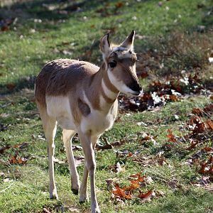 Pronghorn (Antilocapra americana) female