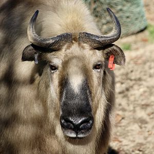Sichuan Takin (Budorcas taxicolor tibetana)