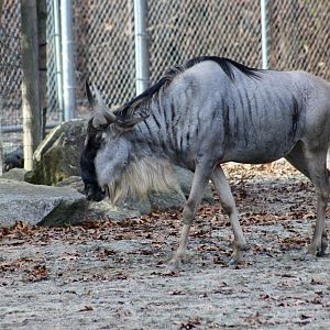 Eastern White-Bearded Wildebeest (Connochaetes taurinus albojubatus)