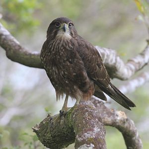 New Zealand Falcon