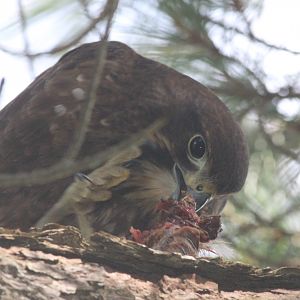 New Zealand Falcon with avian prey