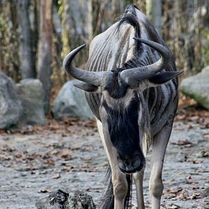 Eastern White-Bearded Wildebeest (Connochaetes taurinus albojubatus)