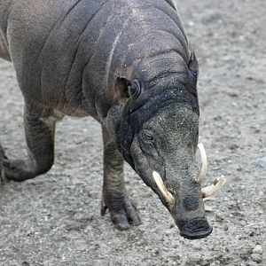 North Sulawesi Babirusa (Babyrousa celebensis)