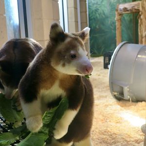 Matschie's Tree-Kangaroo (Dendrolagus matschiei)