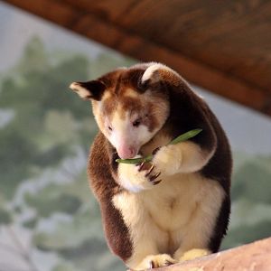 Matschie's Tree-Kangaroo (Dendrolagus matschiei)