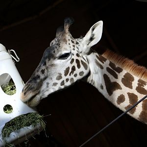 Masai Giraffe (Giraffa tippelskirchi)