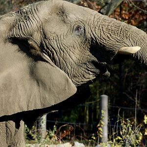 African Bush Elephant (Loxodonta africana)