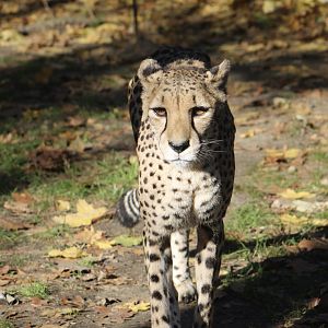 Cheetah (Acinonyx jubatus)
