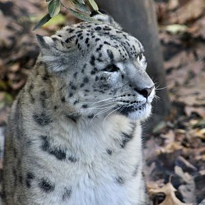 Snow Leopard (Panthera uncia)